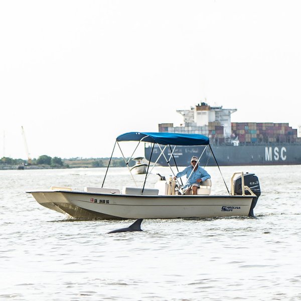 the Captain cruising alongside a dolphin