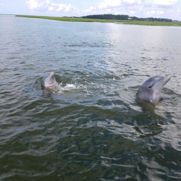 dolphins frolicking near the boat