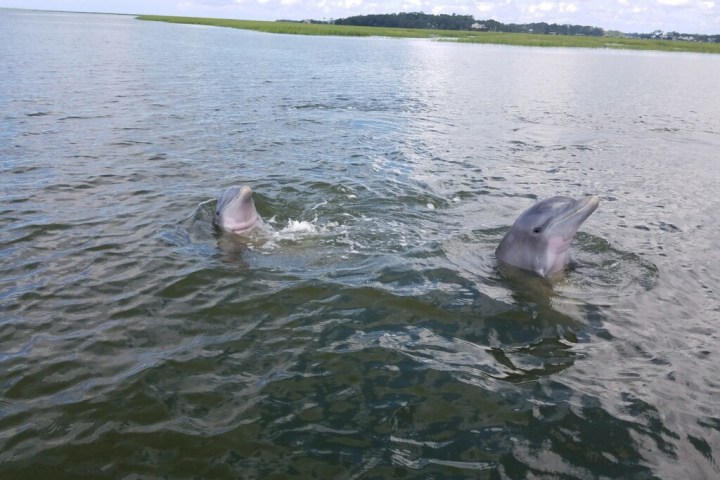 dolphins frolicking near the boat