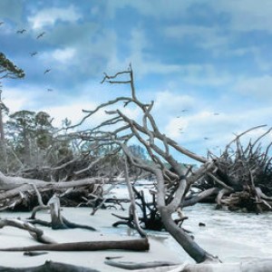 driftwood on the beaches