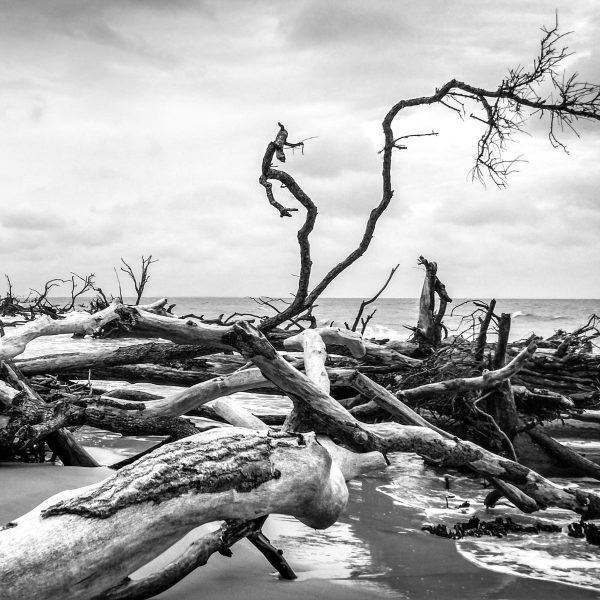 driftwood on the beaches