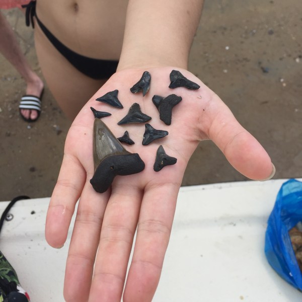 person holding fossilized shark teeth