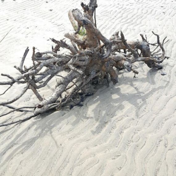 tangled drift wood on the white sand beach