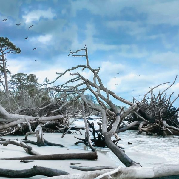 driftwood on the beaches