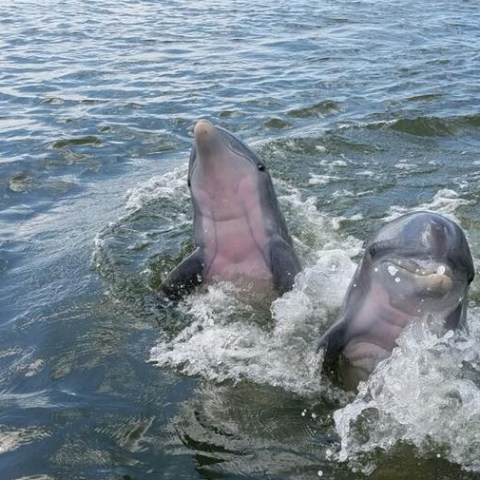 two dolphins saddle up to the boat to show off