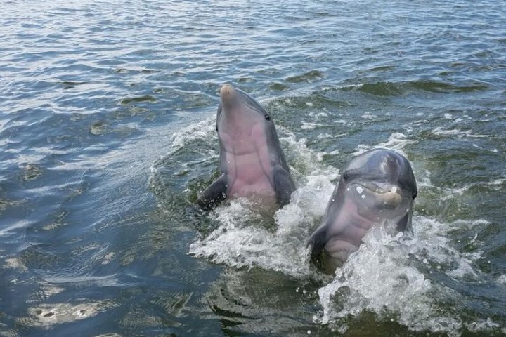 two dolphins saddle up to the boat to show off