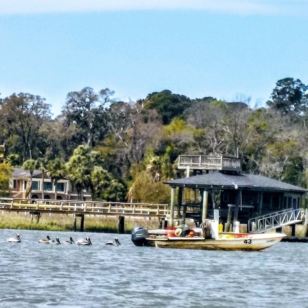 pelicans fishing and swimming behind another boat