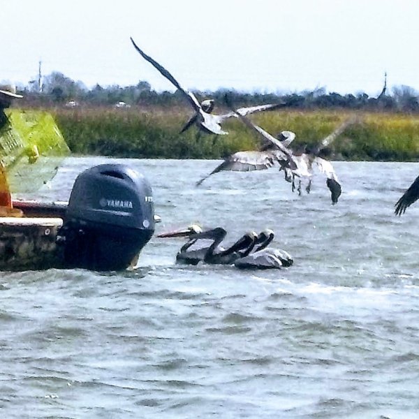 pelicans fishing near a boat