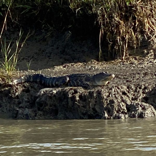a flock of seagulls standing next to a body of water