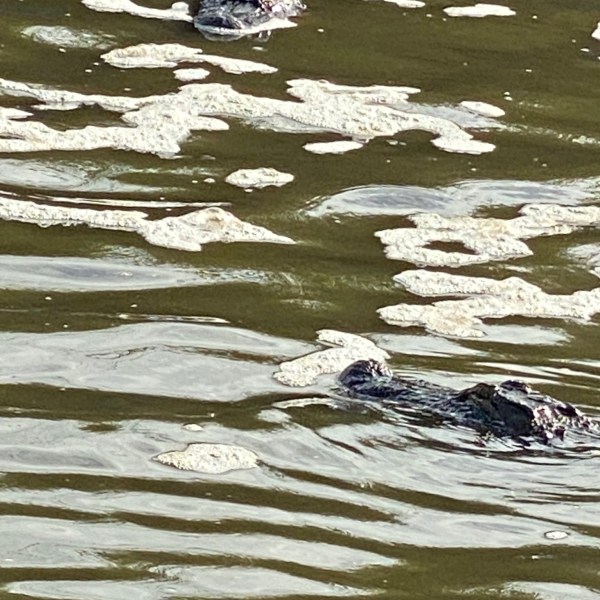 a dog swimming in a body of water