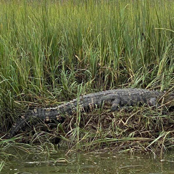 a bird that is standing in the grass next to a body of water