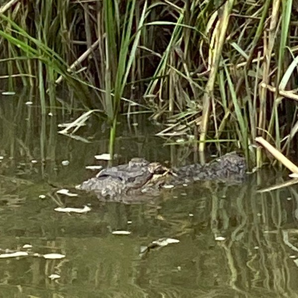 a reptile in the water