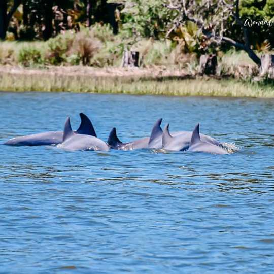 a dolphin swimming in a body of water
