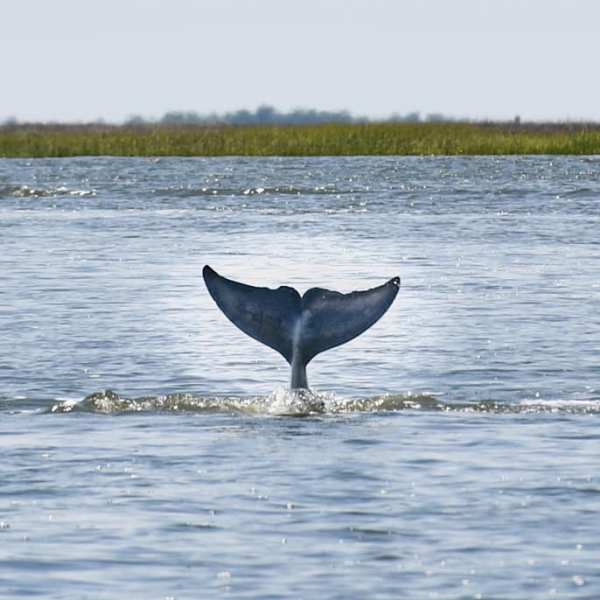 a whale on a lake next to a body of water