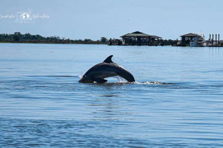 a whale swimming in a body of water