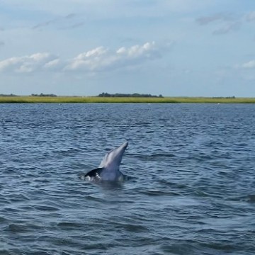 a bird flying over a body of water