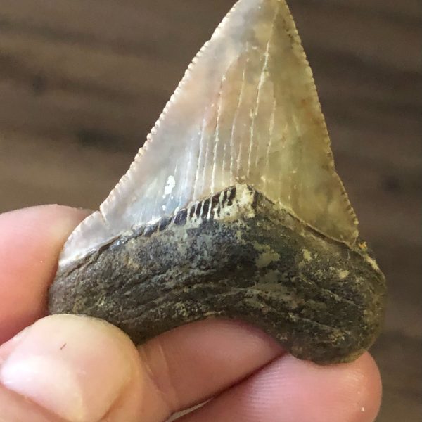 a hand holding a piece of food