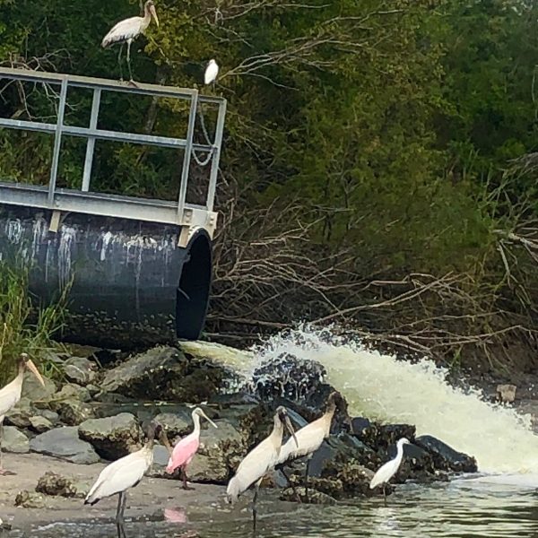 a flock of seagulls standing next to a body of water