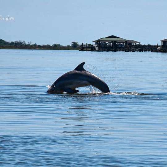 a whale swimming in a body of water