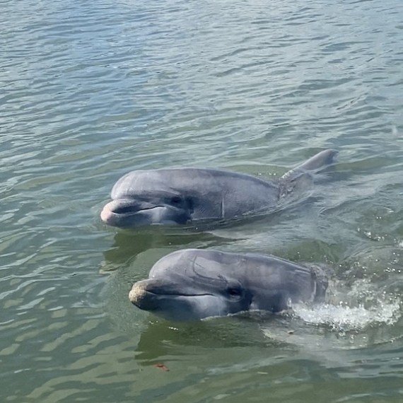 a dog swimming in a body of water