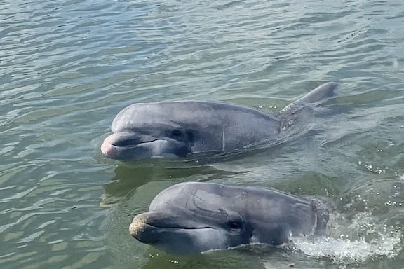 a dog swimming in a body of water
