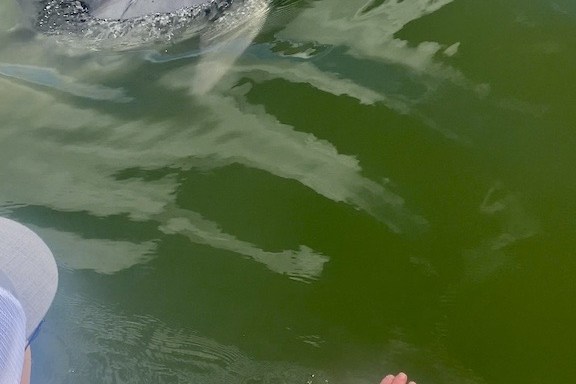 a person swimming in a body of water