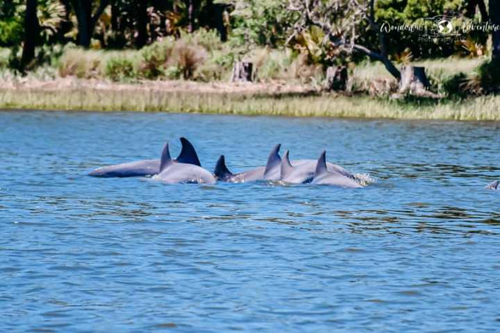 a dolphin swimming in a body of water