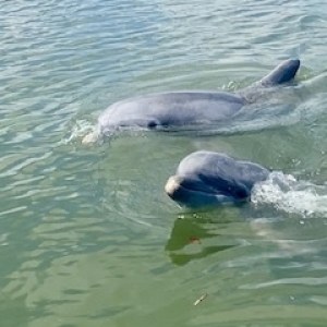 a dog swimming in a body of water