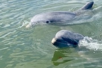 a dog swimming in a body of water